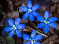 Leberblümchen Blütenquartett